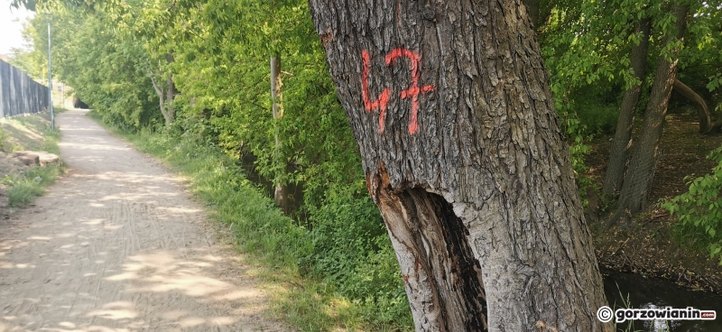 9/9 Oznakowane drzewa wzdłuż ścieżki nad Kłodawką