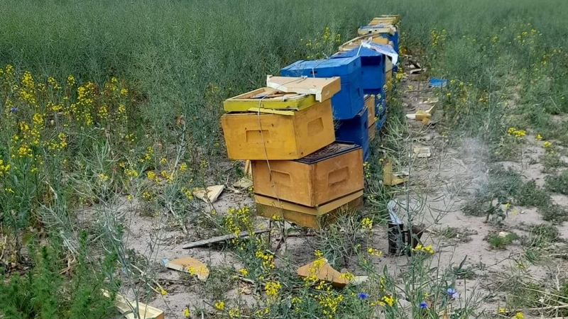 7/11 Zdemolowane pasieki koło Wawrowa
