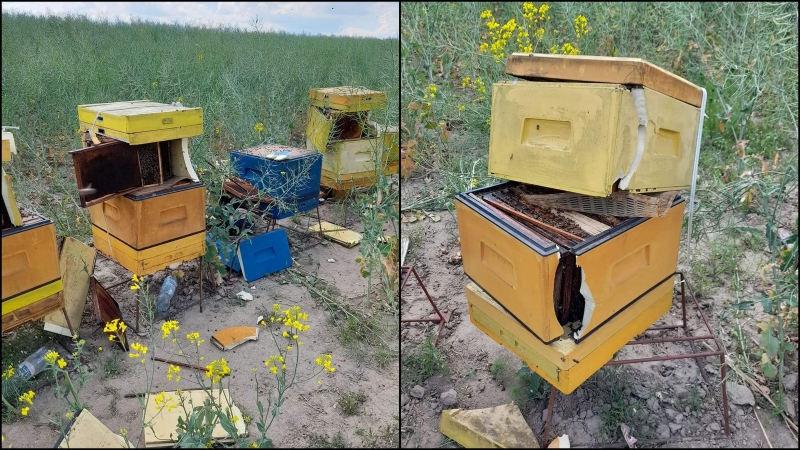 11/11 Zdemolowane pasieki koło Wawrowa