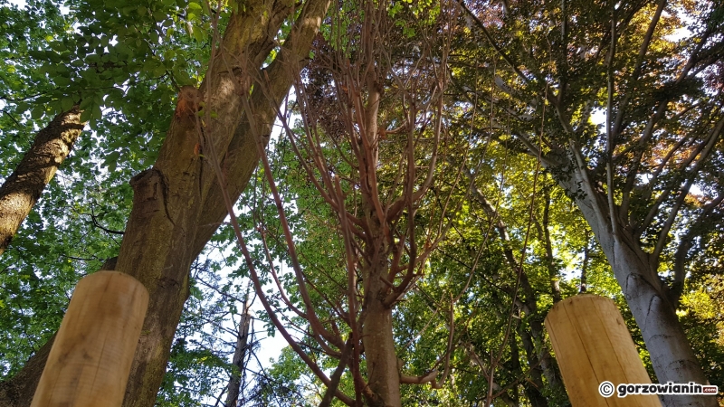 3/8 Uschnięte drzewka w parku Kopernika