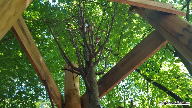 4/8 Uschnięte drzewka w parku Kopernika