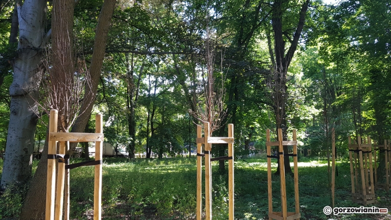 5/8 Uschnięte drzewka w parku Kopernika