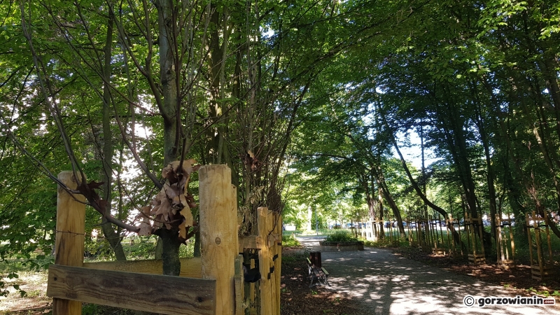 8/8 Uschnięte drzewka w parku Kopernika