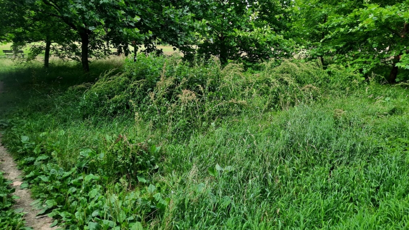 4/7 Zarośnięty park 750-lecia