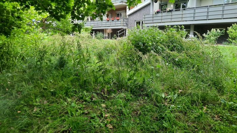 5/7 Zarośnięty park 750-lecia