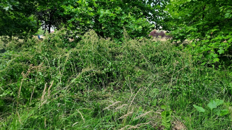 6/7 Zarośnięty park 750-lecia