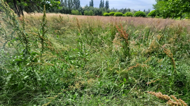 7/7 Zarośnięty park 750-lecia