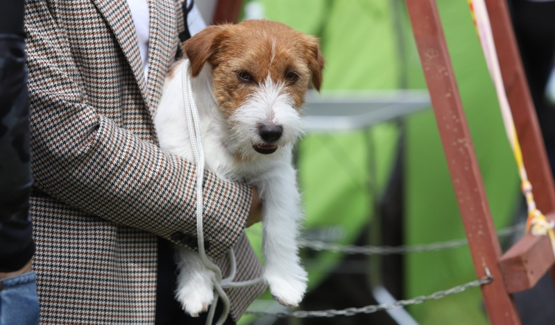 3/12 Międzynarodowa wystawa psów rasowych 2022