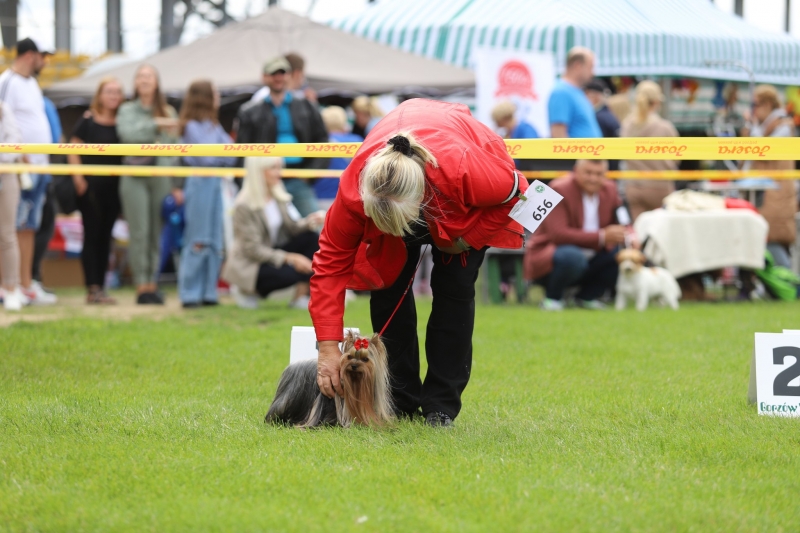 4/12 Międzynarodowa wystawa psów rasowych 2022