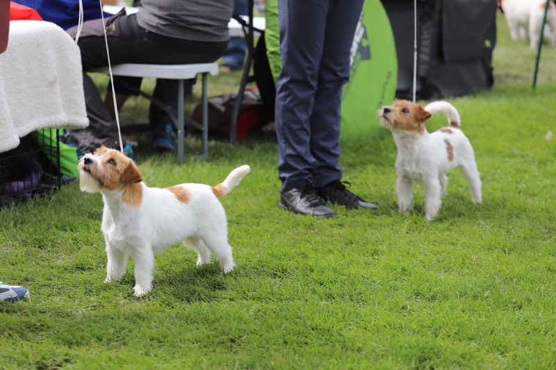 6/12 Międzynarodowa wystawa psów rasowych 2022