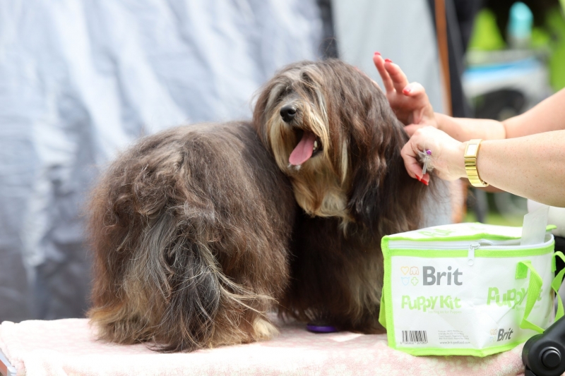 9/12 Międzynarodowa wystawa psów rasowych 2022