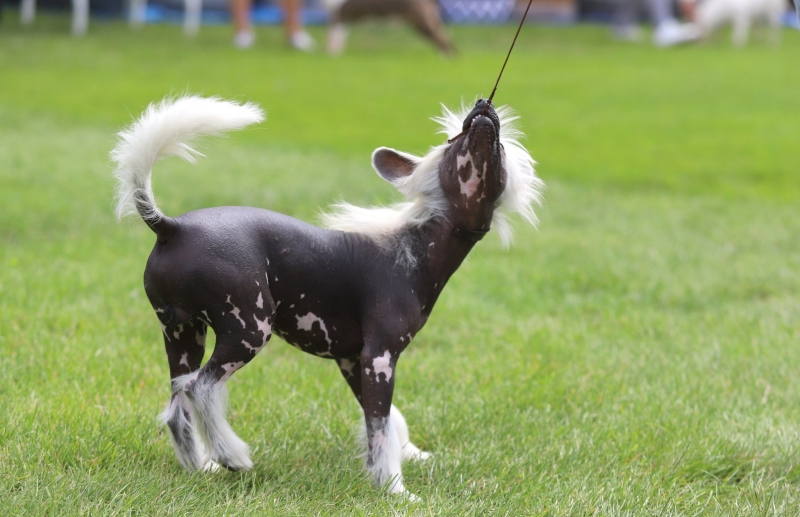 11/12 Międzynarodowa wystawa psów rasowych 2022