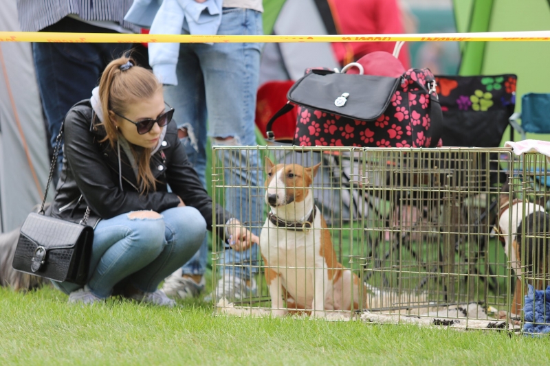 12/12 Międzynarodowa wystawa psów rasowych 2022