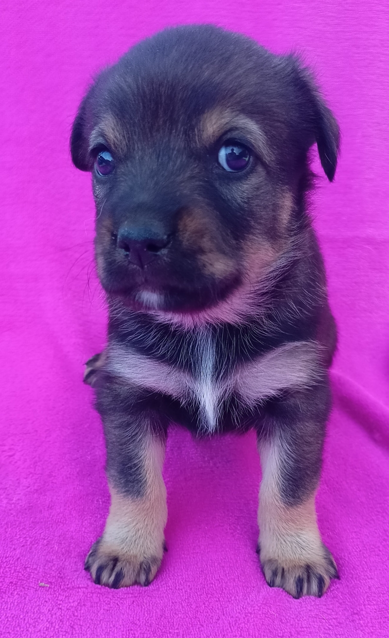 3/5 Szczeniaczki czekają na nowych właścicieli