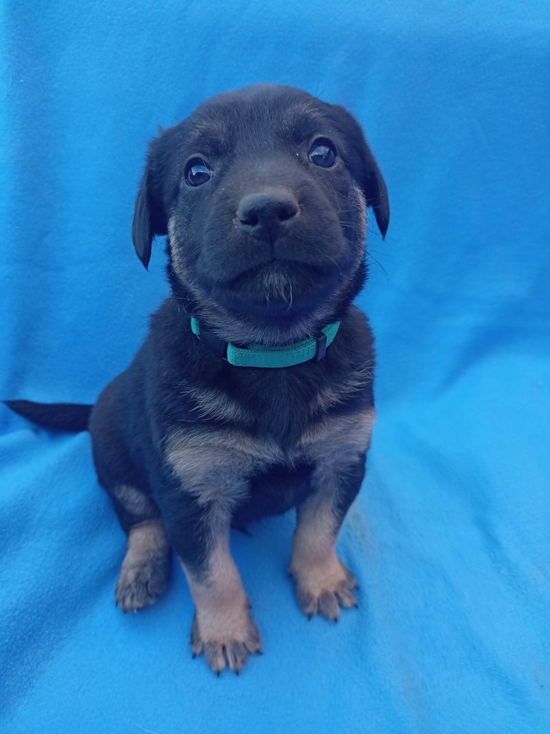 5/5 Szczeniaczki czekają na nowych właścicieli