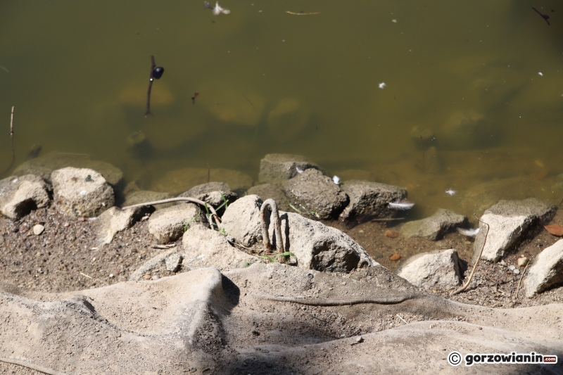 3/7 Fuszerka w zabezpieczeniu brzegu stawu w parku Róż