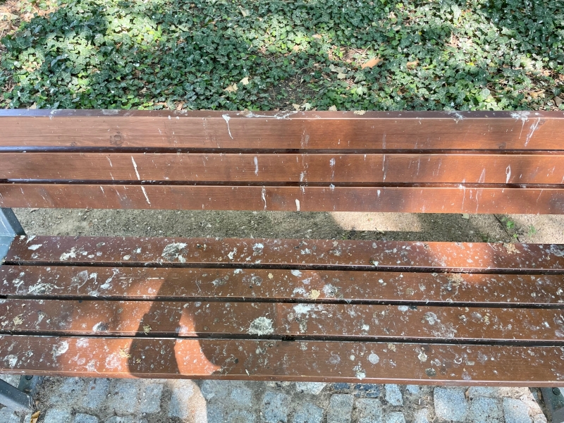 3/8 Problem z ptasimi odchodami w parku Wiosny Ludów