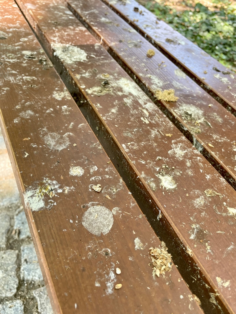 4/8 Problem z ptasimi odchodami w parku Wiosny Ludów