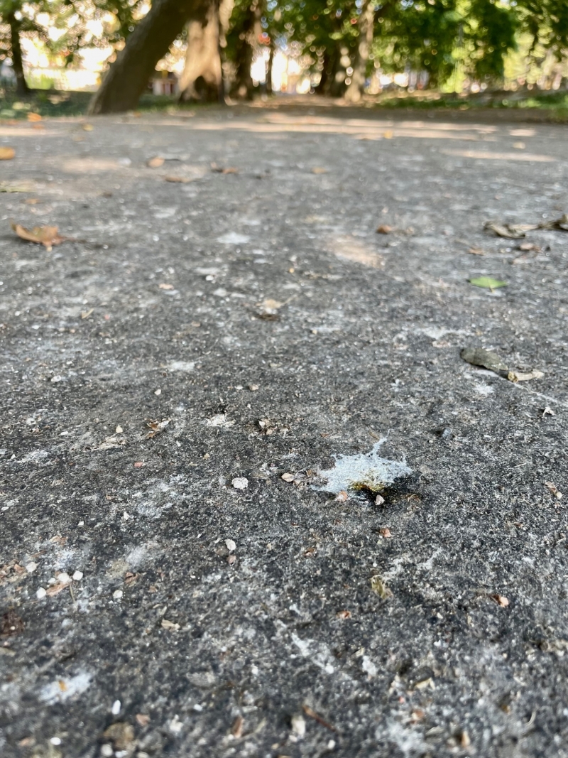 5/8 Problem z ptasimi odchodami w parku Wiosny Ludów