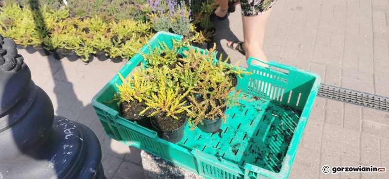 4/21 Sadzonki roślin miododajnych rozchwytywane przez gorzowian