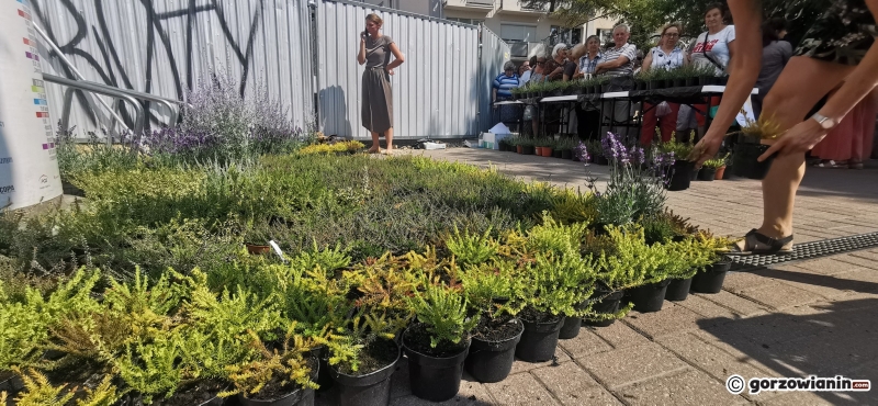 5/21 Sadzonki roślin miododajnych rozchwytywane przez gorzowian