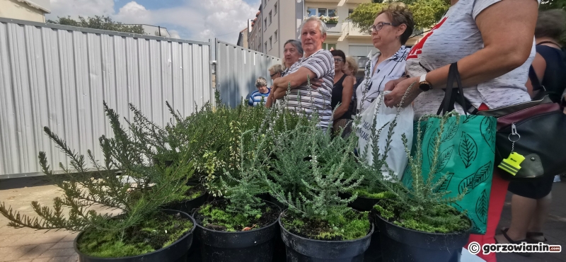 8/21 Sadzonki roślin miododajnych rozchwytywane przez gorzowian
