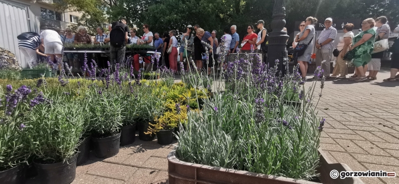 9/21 Sadzonki roślin miododajnych rozchwytywane przez gorzowian
