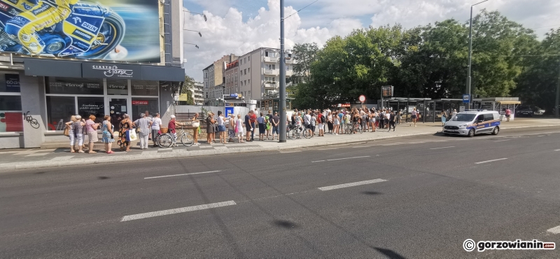 14/21 Sadzonki roślin miododajnych rozchwytywane przez gorzowian