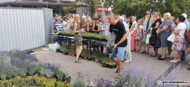 15/21 Sadzonki roślin miododajnych rozchwytywane przez gorzowian