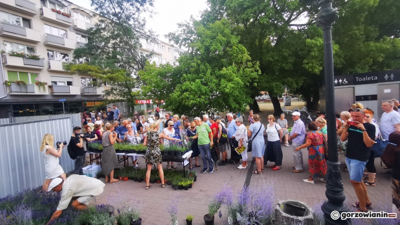 16/21 Sadzonki roślin miododajnych rozchwytywane przez gorzowian