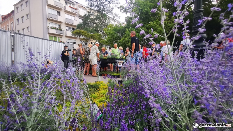 17/21 Sadzonki roślin miododajnych rozchwytywane przez gorzowian
