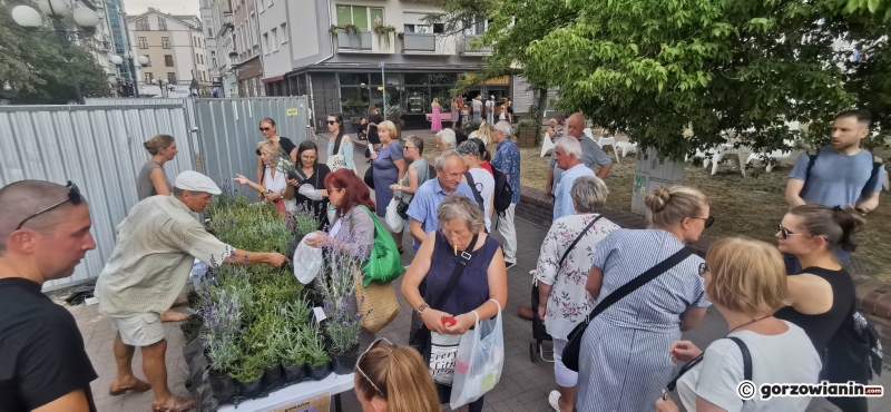 18/21 Sadzonki roślin miododajnych rozchwytywane przez gorzowian