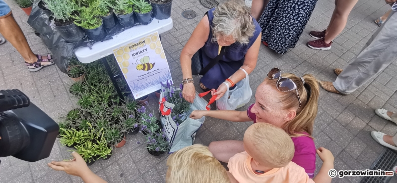 19/21 Sadzonki roślin miododajnych rozchwytywane przez gorzowian