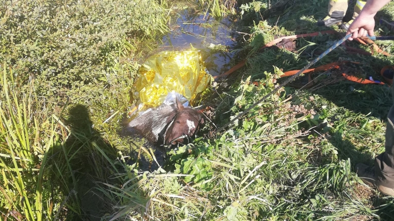 4/5 Akcja ratunkowa konia w Łośnie