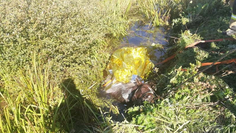 5/5 Akcja ratunkowa konia w Łośnie