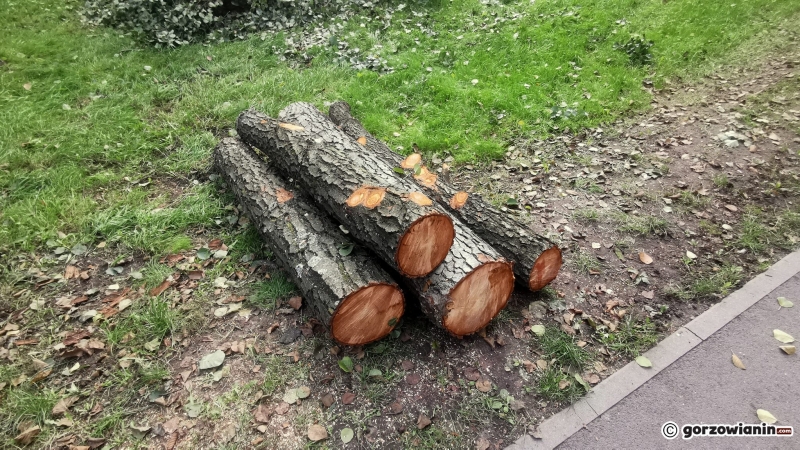 3/9 Ruszyła wycinka drzew wzdłuż Kłodawki