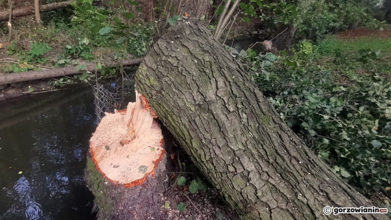 5/9 Ruszyła wycinka drzew wzdłuż Kłodawki