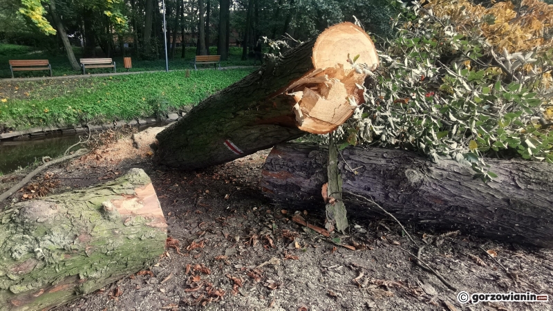 6/9 Ruszyła wycinka drzew wzdłuż Kłodawki