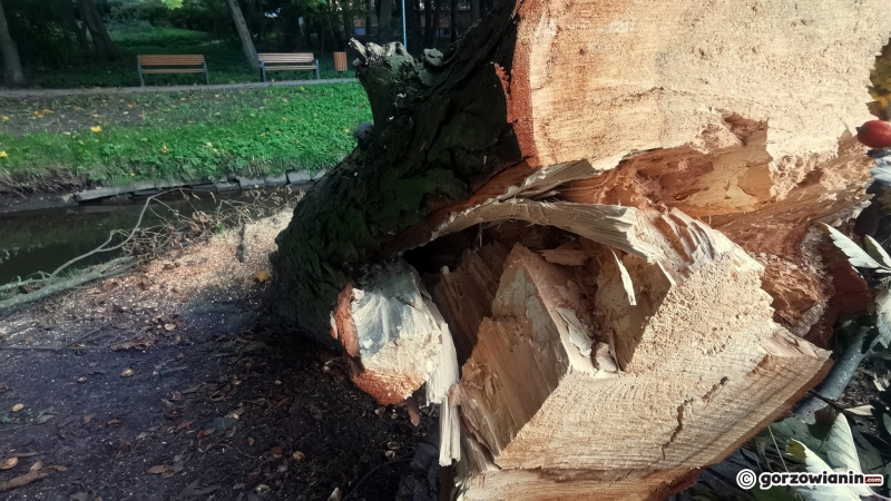 7/9 Ruszyła wycinka drzew wzdłuż Kłodawki