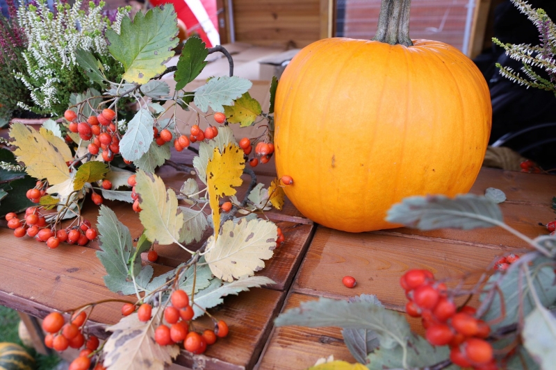 6/18 Festiwal Dyni i Chryzantemy w Gorzowie