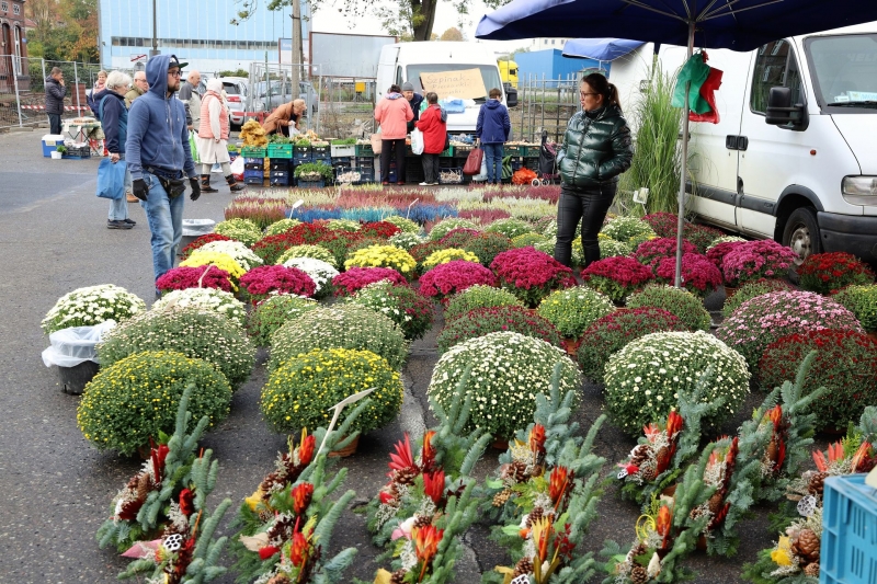 16/18 Festiwal Dyni i Chryzantemy w Gorzowie