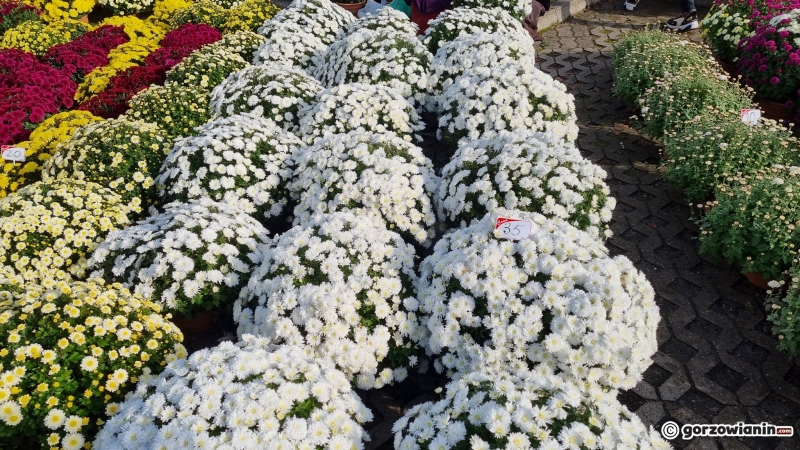 5/19 Stoiska z kwiatami przy cmentarzu w Gorzowie