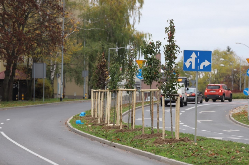 4/6 Rozpoczęło się sadzenie drzew w Gorzowie