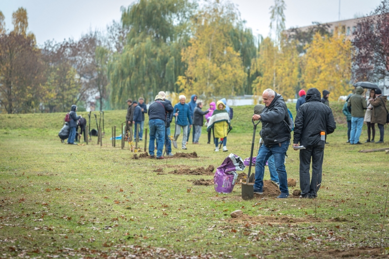 2/14 Seniorzy z Gorzowa posadzili 15 dębów szypułkowych