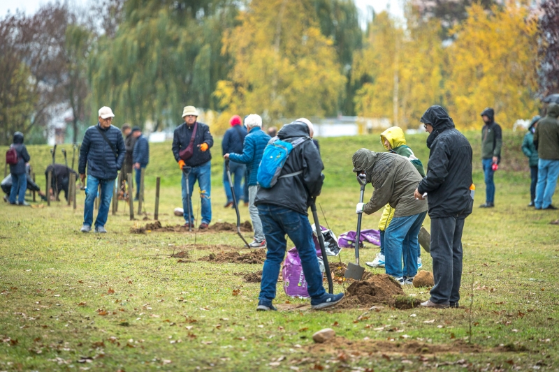 3/14 Seniorzy z Gorzowa posadzili 15 dębów szypułkowych