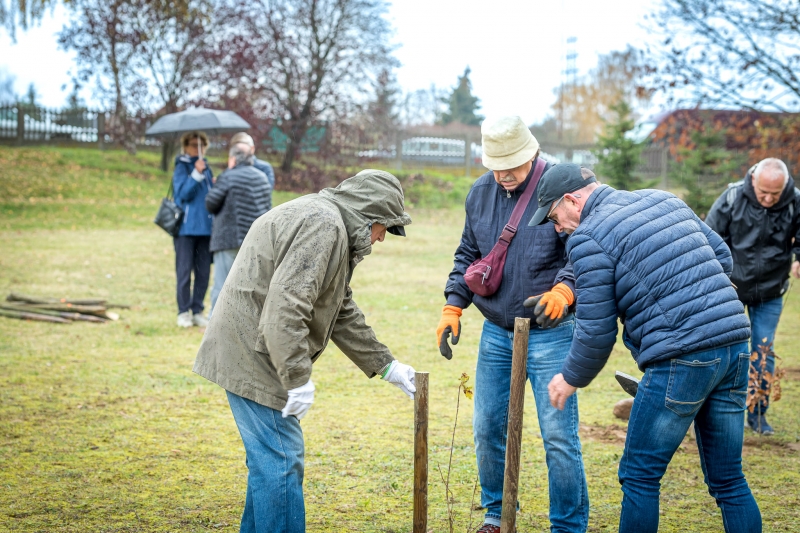 9/14 Seniorzy z Gorzowa posadzili 15 dębów szypułkowych