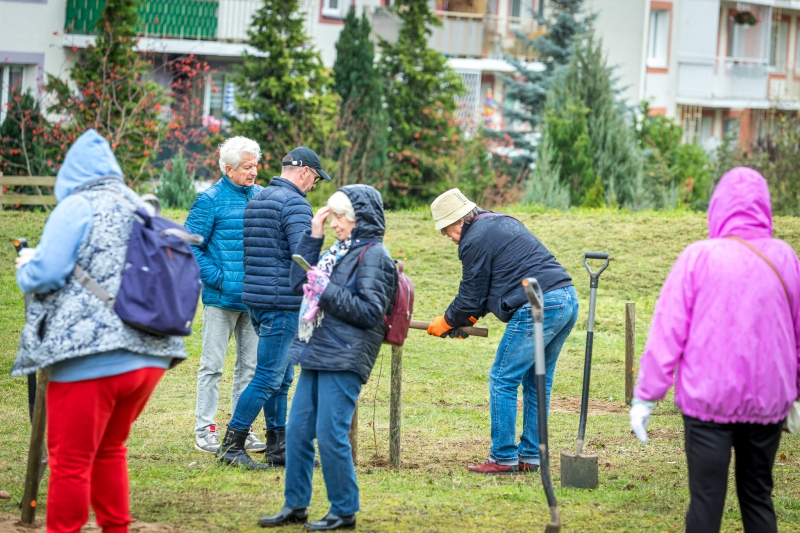 12/14 Seniorzy z Gorzowa posadzili 15 dębów szypułkowych