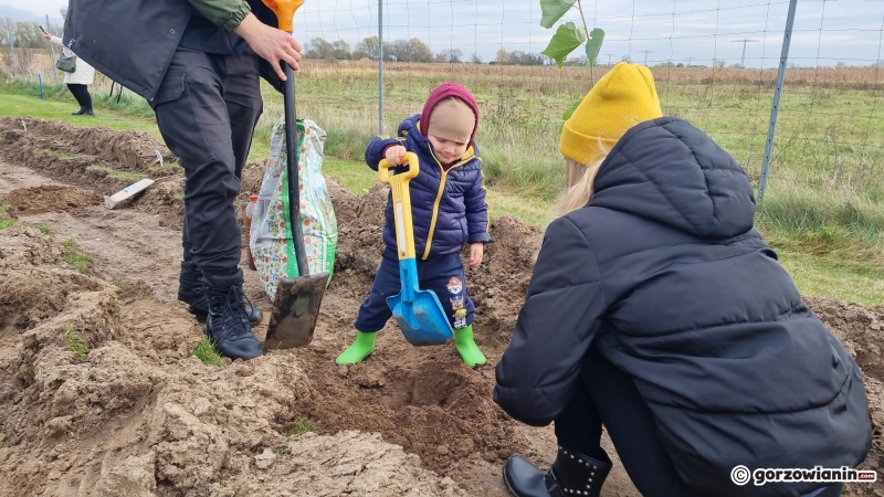 6/16 Akcja sadzenia drzew na polu golfowym