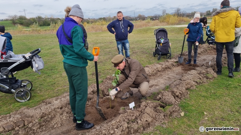 9/16 Akcja sadzenia drzew na polu golfowym
