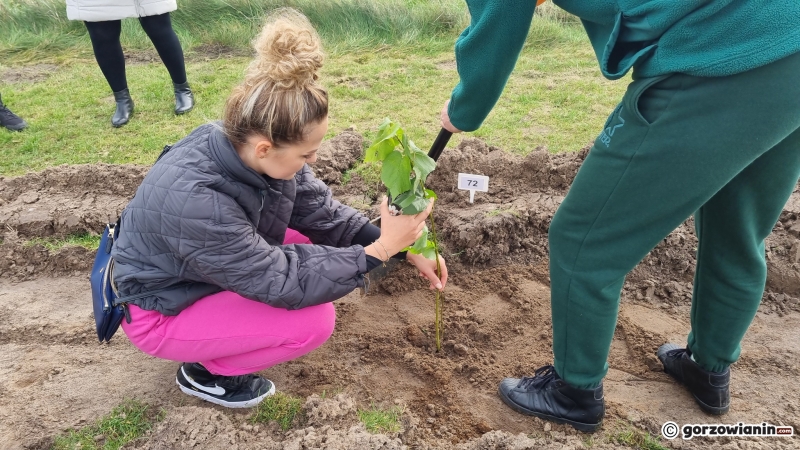 11/16 Akcja sadzenia drzew na polu golfowym